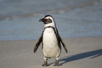 Wall Mural - African penguin on the beach