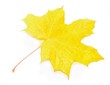 Autumn Acer pseudoplatanus leaf isolated on white background