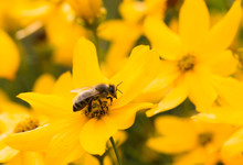 Honey Bee At Work Taking Pollen From Yellow Flowers