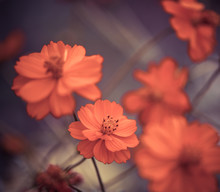 Orange Garden Flowers At Abstract Background