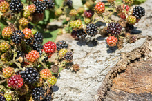 Ripening Wild Blackberries In The Natur On A Sunny Day