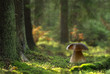 Boletus mushroom in forest