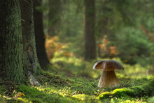 Boletus Mushroom In Forest