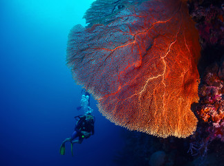 Wall Mural - Diver and coral