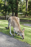 Fototapeta Zwierzęta - Kangaroo exploring a park