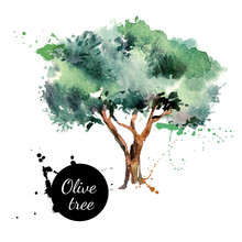 Olive Tree Vector Illustration. Hand Drawn Watercolor Painting