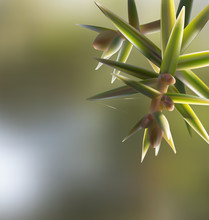 Branch Twig Juniperus Oxycedrus Cade With Needles