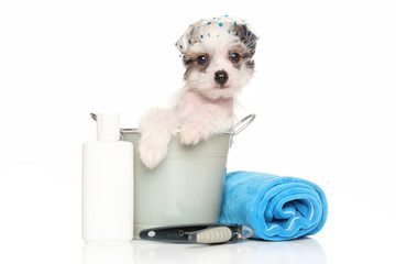 Wall Mural - Chinese crested puppy sitting in in the bath bucket