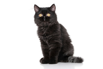 Naklejka na meble Black Persian kitten