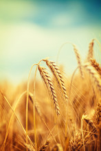 Ripe Wheat Field Against Blue Sky