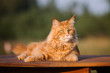 red maine coon cat lying down outdoors
