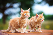 Two Red Maine Coon Kittens Outdoors