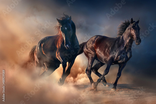 Fotografia Two black stallion run at sunset in desert dust