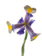 unusual bright beautiful iris