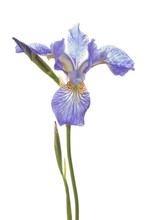 Beautiful Delicate Purple Iris