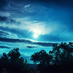 Wall Mural - full moon night in the forest