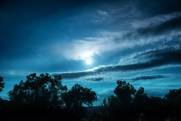 Wall Mural - full moon night in the forest