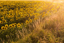 Sunflower Field Is Blooming At Sunset