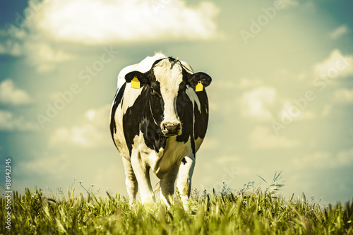 Dekoracja na wymiar  krowa-mleczna-na-wsi-w-tle-piekne-niebo-zabytkowy-styl