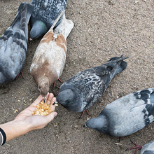 Pigeons Pecking Crumbs From The Palm Of A Child