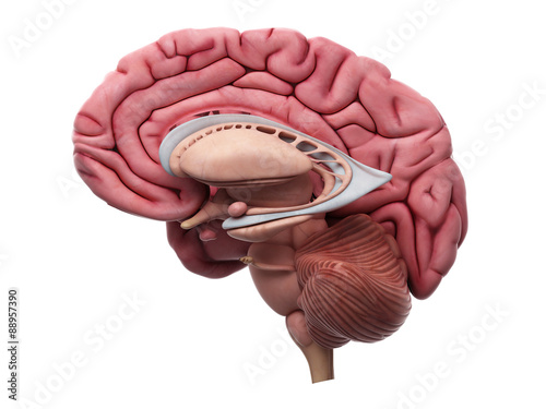 Naklejka - mata magnetyczna na lodówkę medically accurate illustration of the brain anatomy