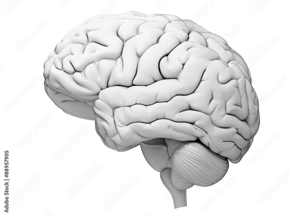 medically accurate illustration of the human brain Stock Illustration ...