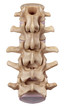 medically accurate illustration of the lumbar spine