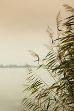 Reeds Against Water At Lake Shore