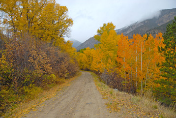 Wall Mural - Golden Autumn colors in the Rocky Mountains