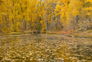Wall Mural - Golden Autumn colors in the Rocky Mountains