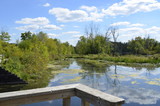 Fototapeta Pomosty - Swampy backwater view of the Thornapple River in Middleville, MI, USA