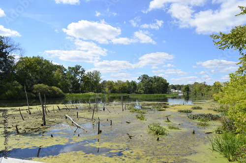 Fotografia, Obraz Swampy backwater view of the Thornapple River in Middleville, MI, USA