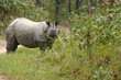 male rhino live in chitwan nationnal park , nepal