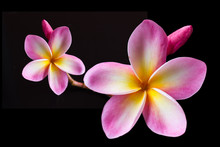 Clipping Path Isolate Pink Flower Plumeria (the Big One)