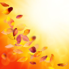 Wall Mural - autumn background with falling leaves
