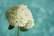 White Hydrangea Flowers On Blue Vintage Backdrop, Beautiful Floral Background, Copy Space For You Text