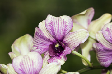 Wall Mural - beautiful orchid flower