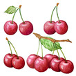 watercolor cherry set