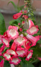 Red Pink And White Penstemon In Flower.