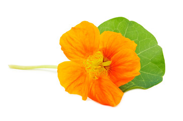 Nasturtium Orange flower