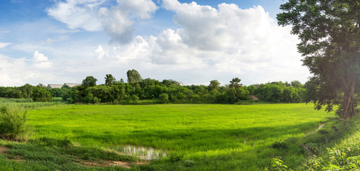 Wall Mural - green rice field with blue sky