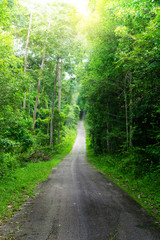 Wall Mural - Green tree and road in forest