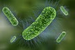 Microscopic view of Escherichia coli, Salmonella, enteric bacteria on colorful background, model of bacteria which cause diarrhea, illustration of microbe, microorganisms, rod-shaped bacteria