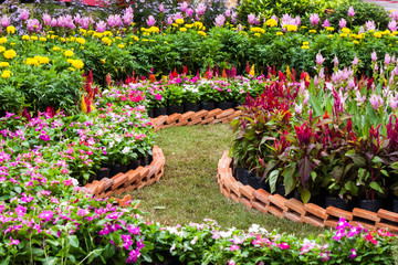 Wall Mural - Beautiful flower in garden