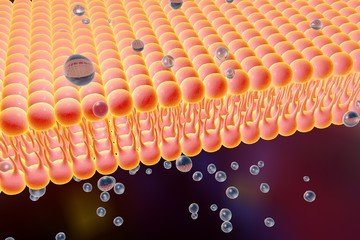 Cell membrane, lipid bilayer, digital illustration of a diffusion of liquid molecules through cell membrane, microscopic view of a cell membrane, biology background, medical background