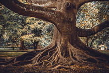 Big Tree Root