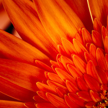 Orange Gerbera Flower CloseUp Detail Petals Background
