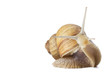 Studio shot of funny snail isolated on white.