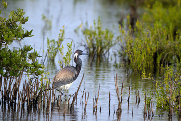 Sticker - Tricolored Heron or Louisiana Heron hunts in a coastal marsh in Florida