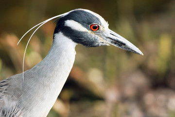 Sticker - Yellow-crowned Night Heron closeup profile